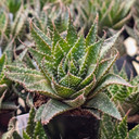 Aloe aristata 'Lunar Eclipse'
