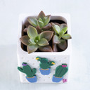 Downward view of snappy pot.