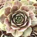 Sempervivum 'Flamingo' - January