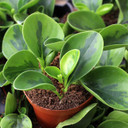 Peperomia obtusifolia 'Lemon Lime' Alt