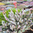 Kalanchoe marnieriana - Marnier's Kalanchoe - January