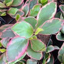 Peperomia 'Ginny' (Tricolor Peperomia) [large]