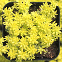 Sedum japonicum 'Tokyo Sun'