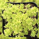 Sedum japonicum 'Tokyo Sun'