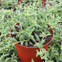 Senecio peregrinus or x Bacurio delphinatifolius - String of Dolphins [large]