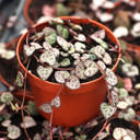 Ceropegia woodii - String of Hearts