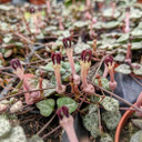 Ceropegia woodii - String of Hearts Flowering