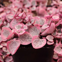 Ceropegia woodii f. variegata - Variegated String of Hearts - June