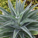 Mangave 'Iron Man' - Mature