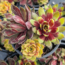 Chick Charms® Trio - Pot of Gold™