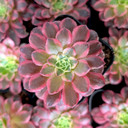 Aeonium 'Wheels of Fascination'