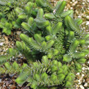 Crassula 'Imperialis' - Giant Watch Chain