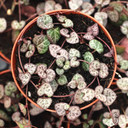 Ceropegia woodii - String of Hearts [large]
