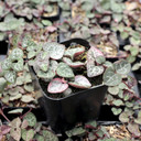 Ceropegia woodii - String of Hearts