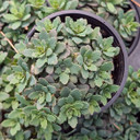 Sedum Sunsparkler® 'Sapphire Tuffet' [large]