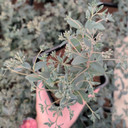 Sedum Sunsparkler® 'Sapphire Tuffet' [large]