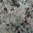 Sedum Sunsparkler® 'Sapphire Tuffet' [large]