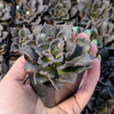 Echeveria 'Black Madiba'