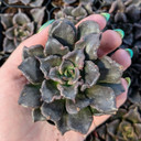 Echeveria 'Black Madiba'