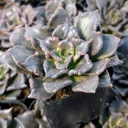 Echeveria 'Black Madiba'