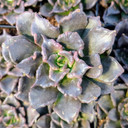 Echeveria 'Black Madiba'