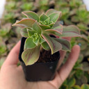 Aeonium 'Wheels of Stripification'