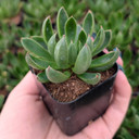 Echeveria 'Arco'