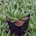 Echeveria 'Arco'