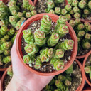 Crassula 'Jade  Necklace' [large]