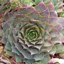 Sempervivum 'Fat Jack' (Outdoors) - November