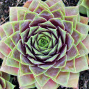Sempervivum 'Fat Jack'