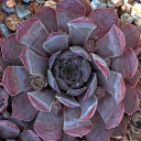 Sempervivum 'Frost & Flame' (Outdoors) - May