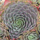 Sempervivum 'Frost & Flame' (Outdoors) - August