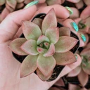 Echeveria 'Red Beauty'