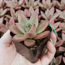 Echeveria 'Red Beauty'