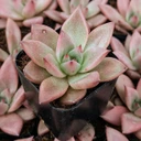 Echeveria 'Red Beauty'