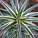 Mangave 'Snow Leopard'