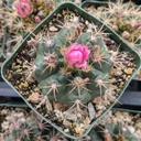 Gymnocalycium neuhuberi [large]