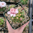 Gymnocalycium chiquitanum - Chin Cactus [large]