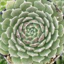 Sempervivum 'Gazelle' - February