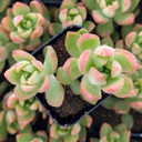 Sedum adolphii - Golden Sedum