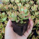 Sedum adolphii - Golden Sedum