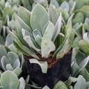 Senecio cephalophourus 'Mountain Fire'