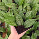 Hoya pubicalyx 'Silver Spot' [large]