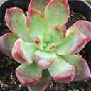 Sedum adolphii 'Lime Gold' - June