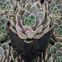 Echeveria 'Verde Apuntar'