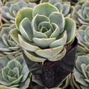 Echeveria 'Tigela'