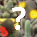 Mystery Cactus [large]