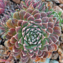 Sempervivum 'Frosty' (Outdoors) - February