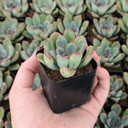 Echeveria 'Mexican Hat'